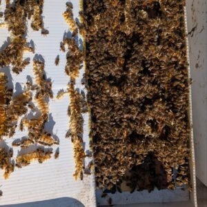 5 Frame Nuc with NEW Mated Queen