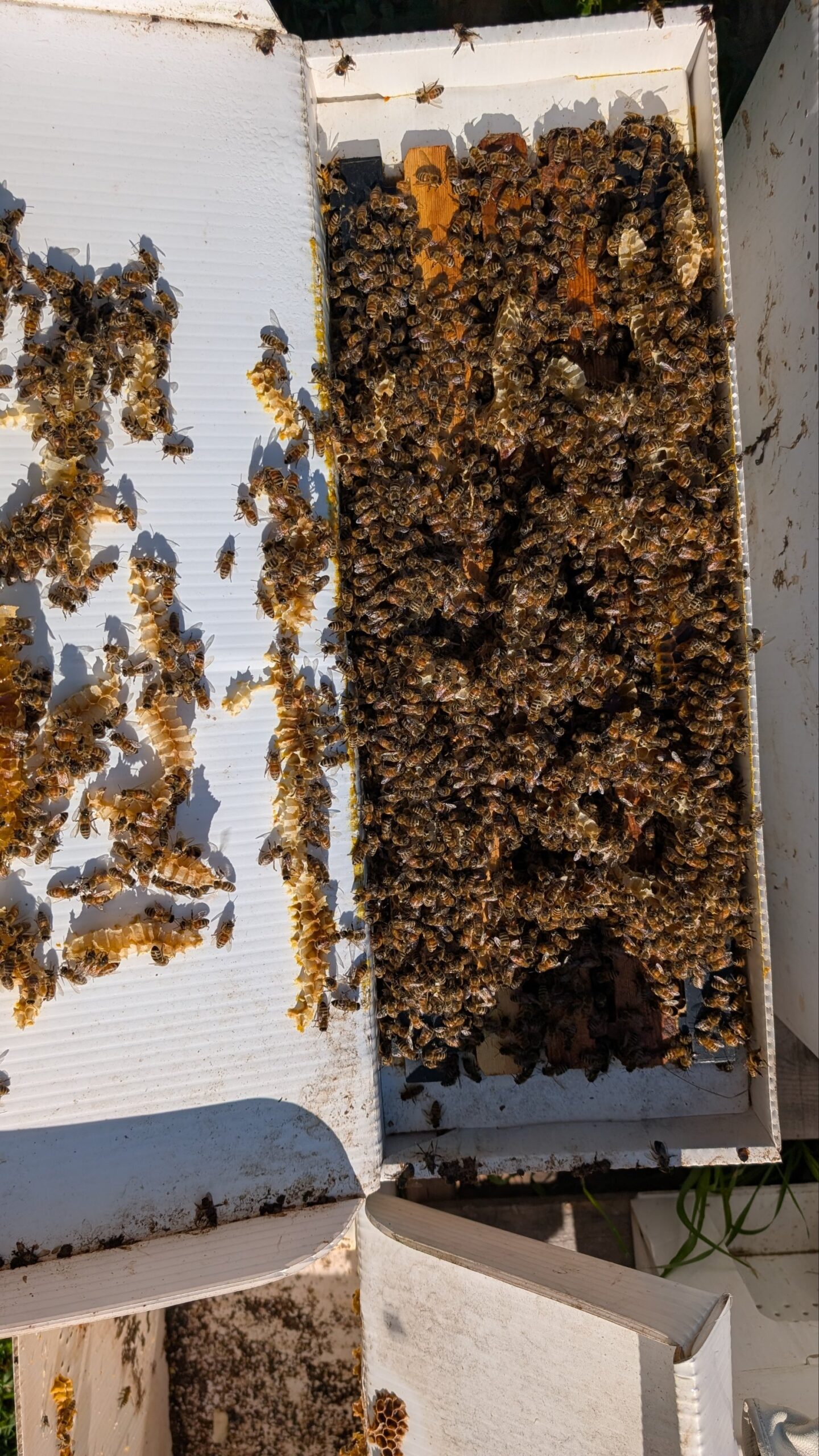 5 Frame Nuc with NEW Mated Queen