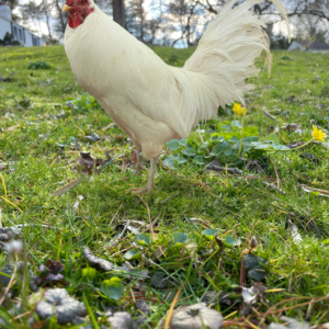 Breeding Roosters