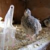 quail, bird, cage-213422.jpg