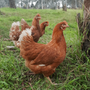 Started Pullets