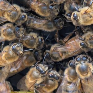 Pre-Solstice Mated Queen