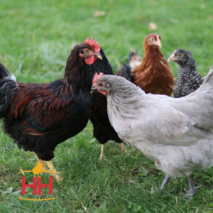 Started Purebred Pullets